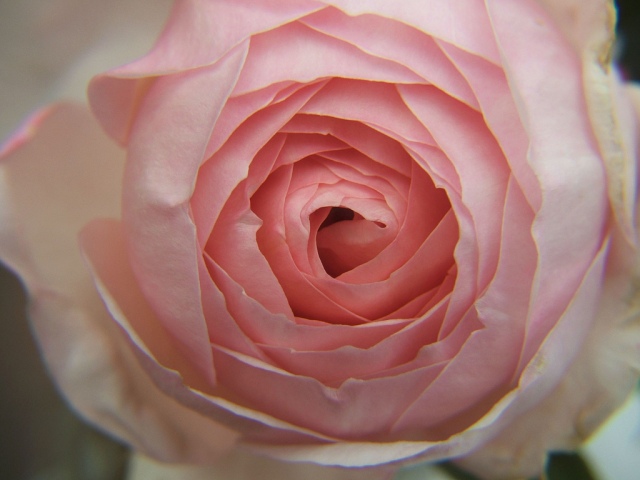 rose opening